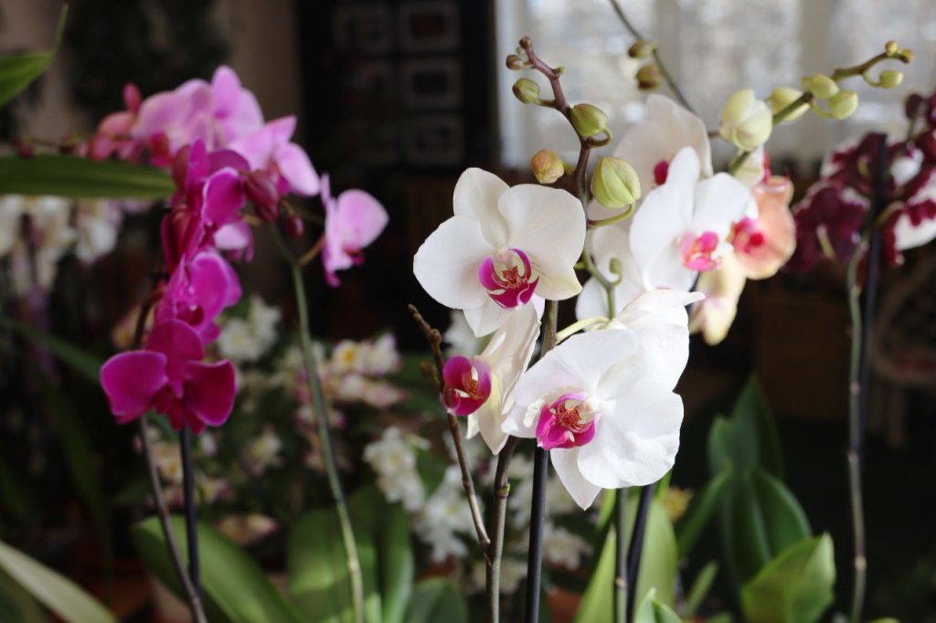 Orchidej odmítá kvést? Dejte jí vitamínové hnojivo a konečně rozkvete.