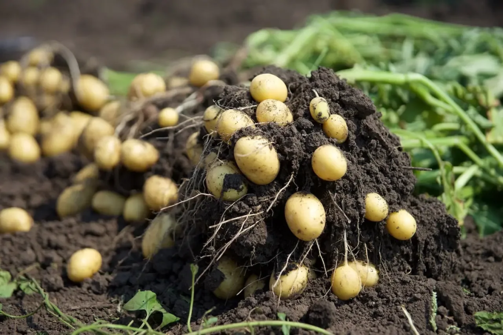 Farmář vymyslel, jak nevyhodit více než 500 tun brambor: po chvíli jeho pole zaplnily desítky aut
