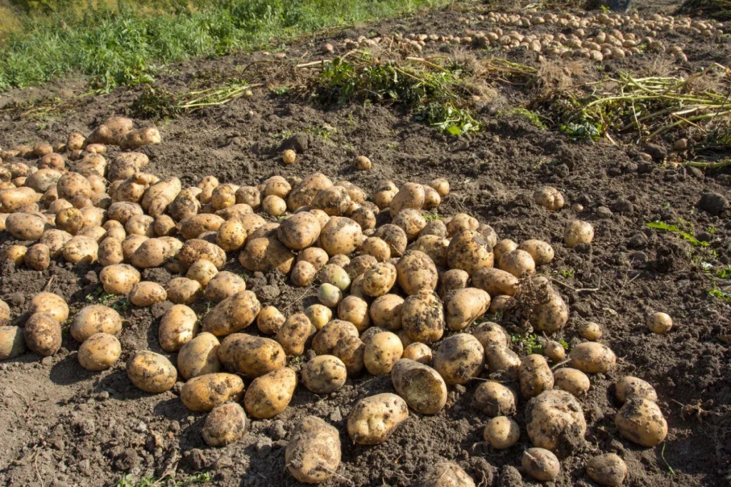 Farmář vymyslel, jak nevyhodit více než 500 tun brambor: po chvíli jeho pole zaplnily desítky aut