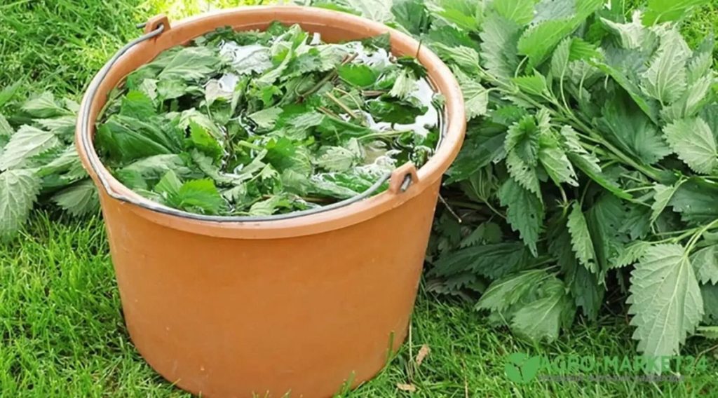 Zalijte oslabenou hortenzii – za několik dní listy a květy znovu získají svůj lesk