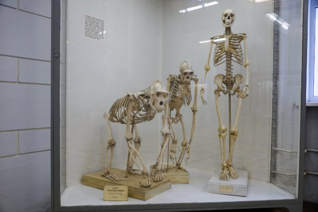 Dvě důležité změny v lidské pánvi umožnily našim předkům chodit vzpřímeně.