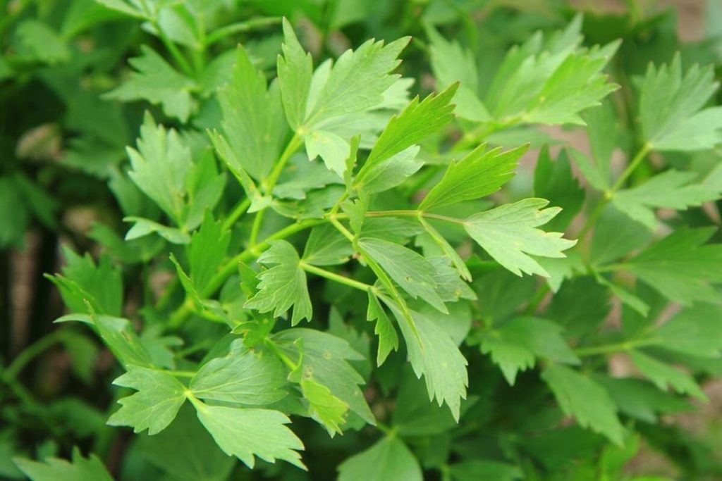 Zapomeňte na zmrazování libostku na zimu. Tento způsob je stokrát lepší