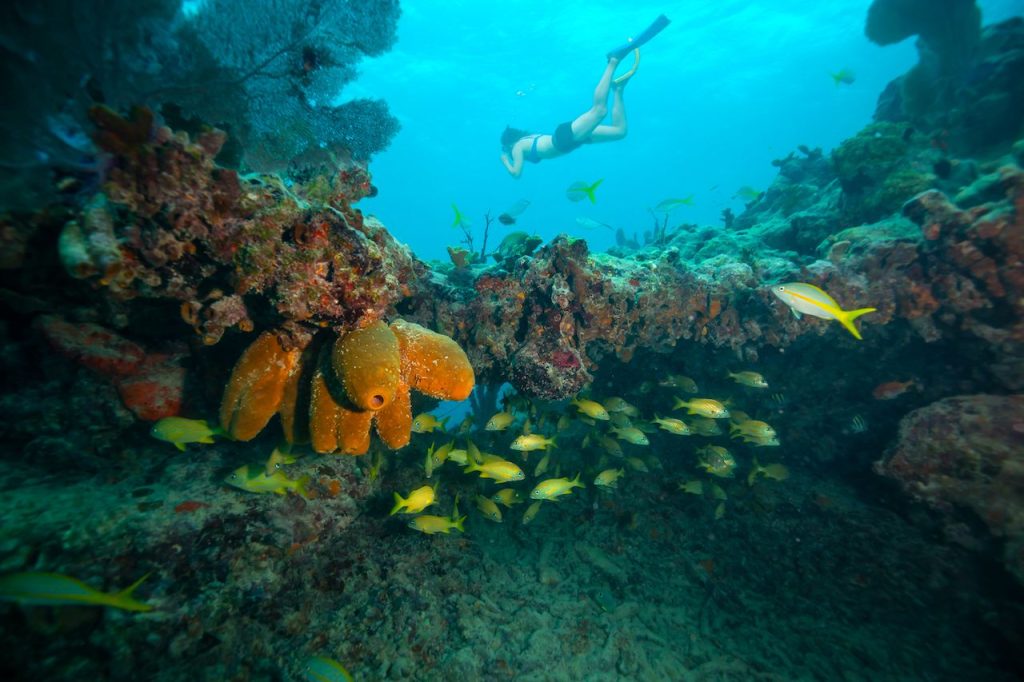 Nová studie ukázala, že probiotikum zpomaluje šíření nemocí mezi korály na Floridě
