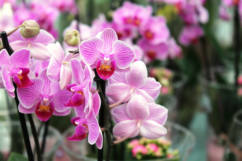 Orchideje tuto přísadu milují. Přidejte ji do květináče a rozkvetou novými květy