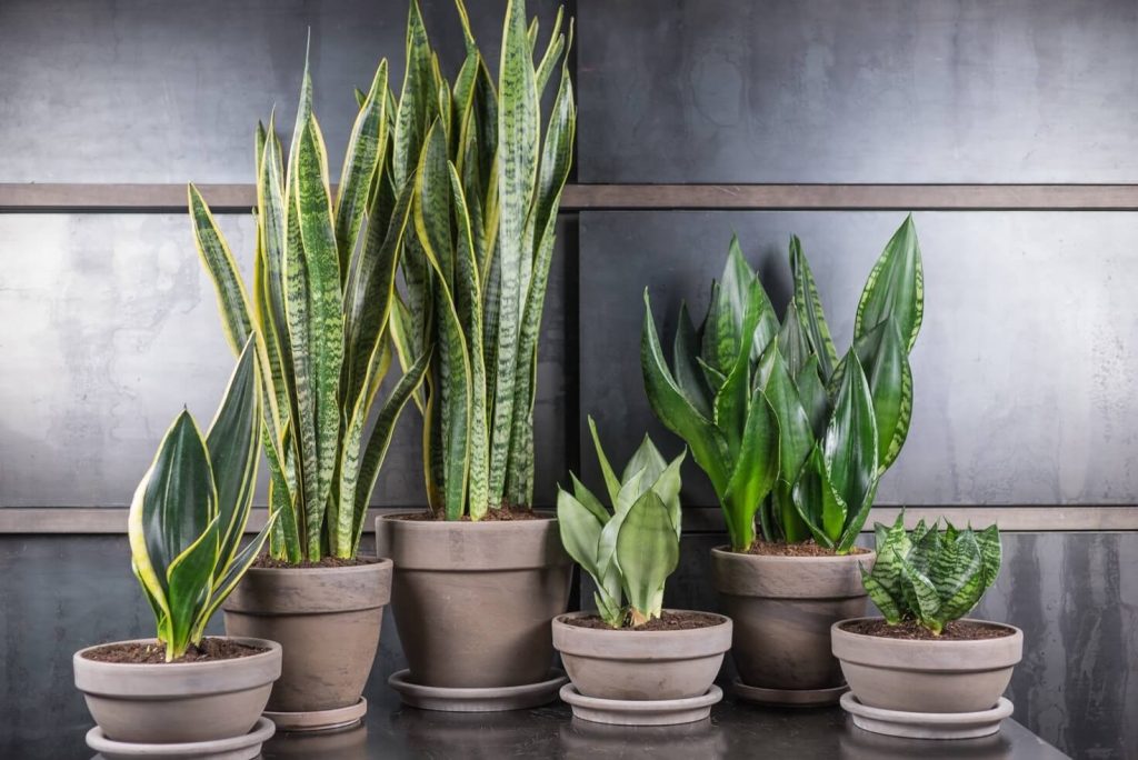 Lepší než sansevieria: rostlina, která čistí vzduch a odstraňuje škodlivé toxiny, podle údajů NASA