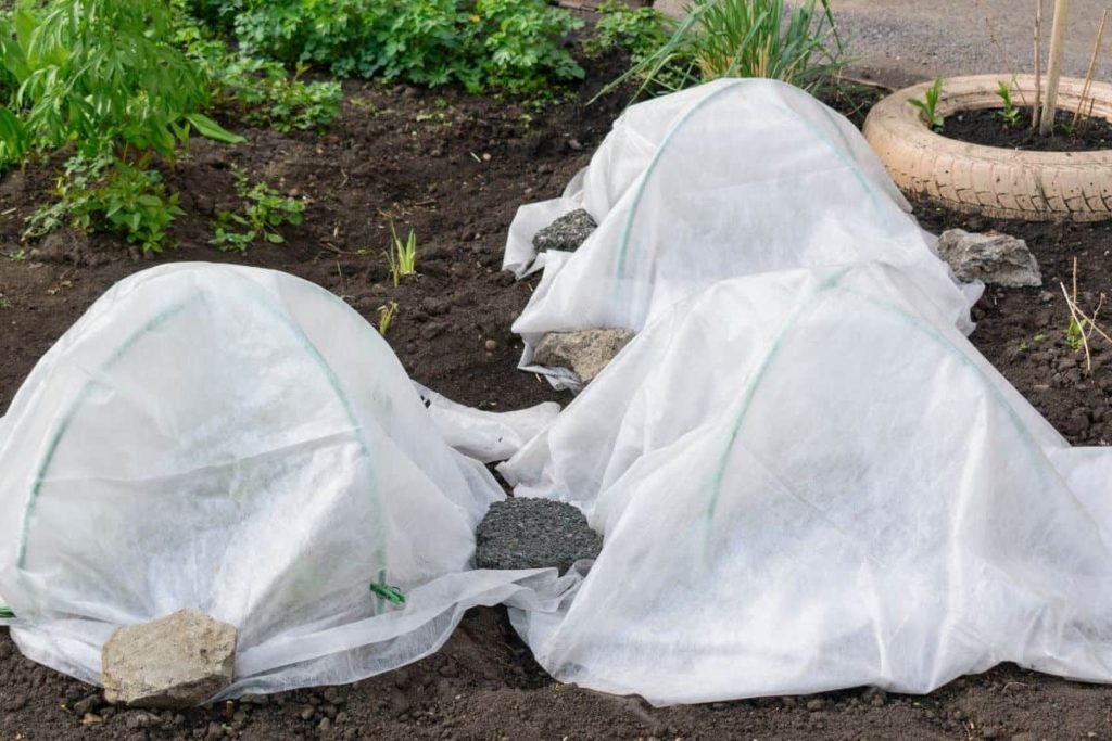 Látka proti mšicím: nápad na recyklaci, který zachrání vaše rajčata