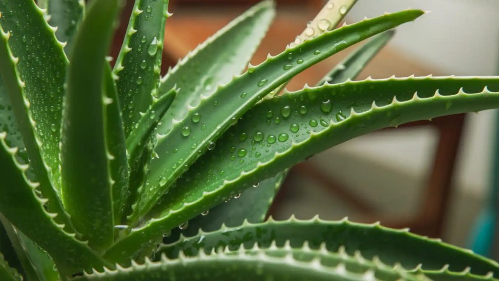 Jaký je účel nanášení aloe vera na vlasy?