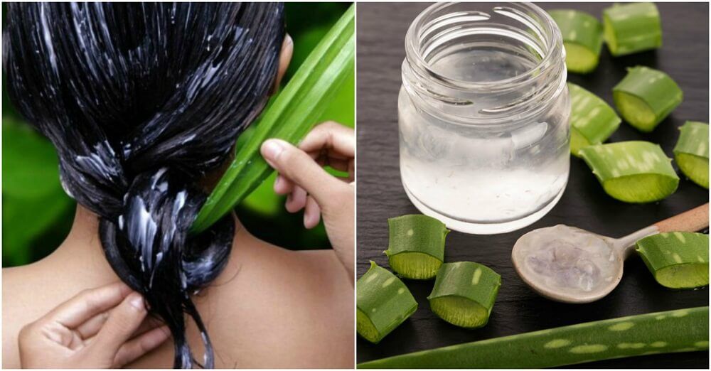 Jaký je účel nanášení aloe vera na vlasy?